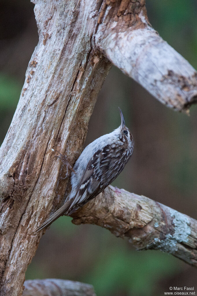 Short-toed Treecreeperadult, fishing/hunting