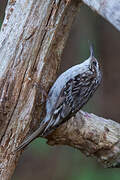 Short-toed Treecreeper