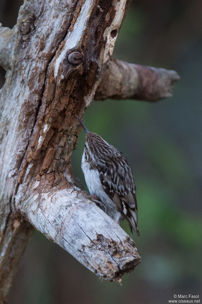 Short-toed Treecreeperadult