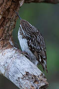 Short-toed Treecreeper