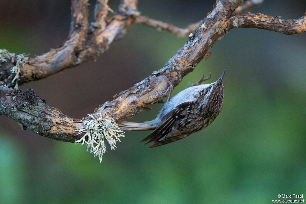 Short-toed Treecreeperadult, identification, fishing/hunting