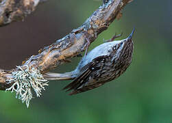 Short-toed Treecreeper