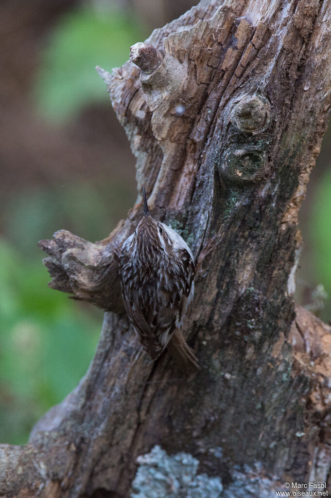 Short-toed Treecreeperadult, identification, camouflage, fishing/hunting