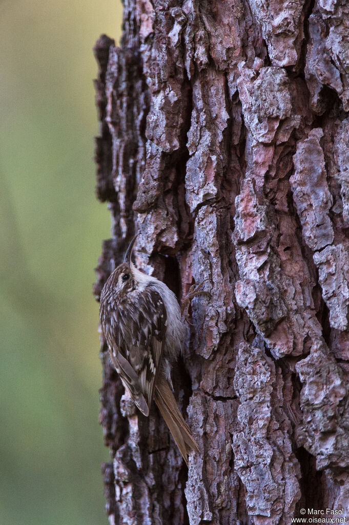 Short-toed Treecreeperadult, identification, camouflage, fishing/hunting