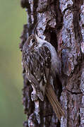 Short-toed Treecreeper