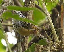 East Andean Antbird