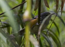 East Andean Antbird