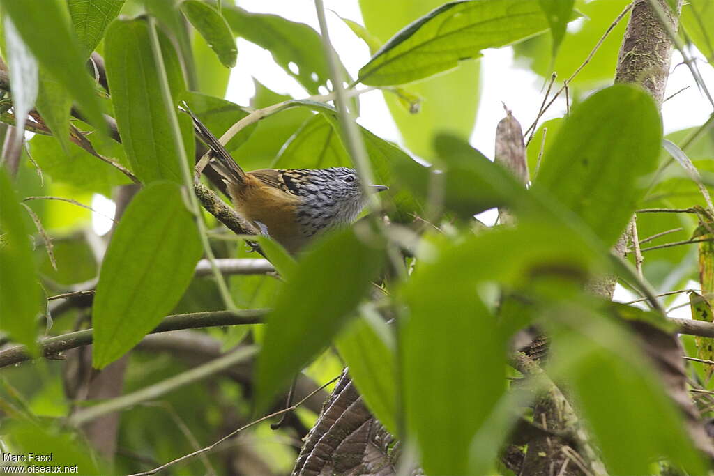 East Andean Antbird male adult, identification, Behaviour