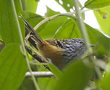 East Andean Antbird