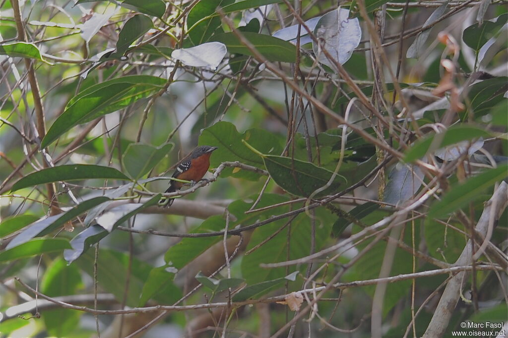 Dot-winged Antwren female adult, identification