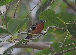 Dot-winged Antwren