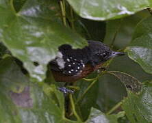 Dot-winged Antwren