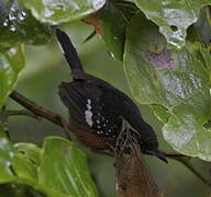 Dot-winged Antwren