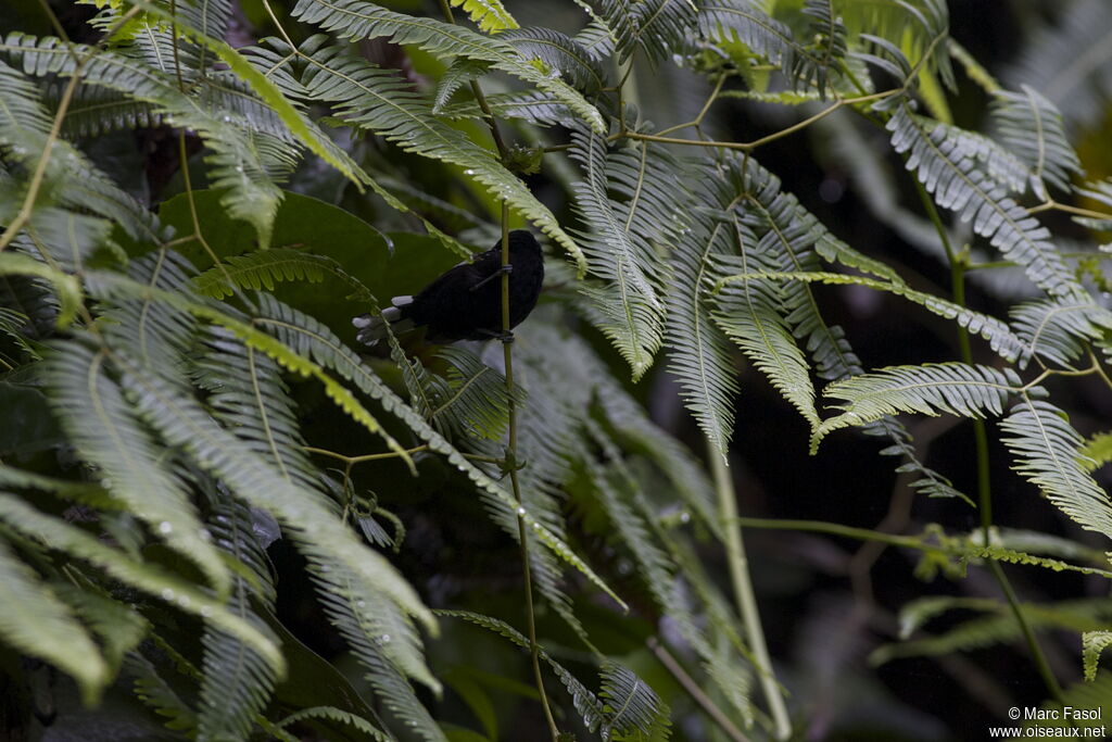 Dot-winged Antwren male, identification