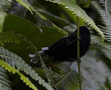 Dot-winged Antwren