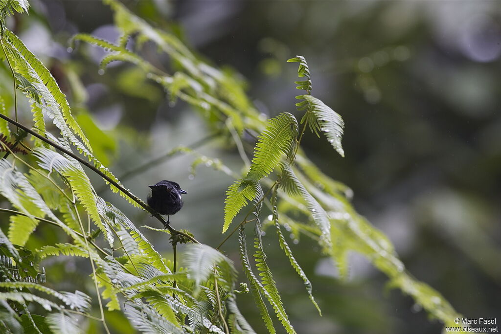 Dot-winged Antwren male adult, identification