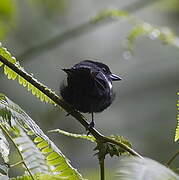 Dot-winged Antwren