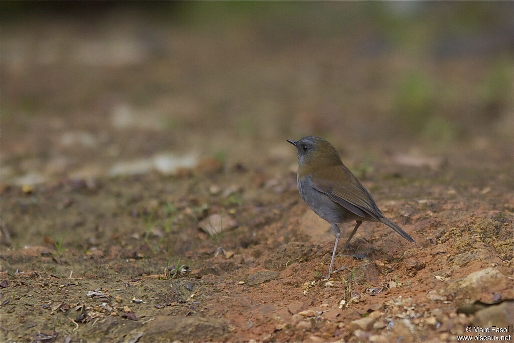 Grive à bec noiradulte, identification