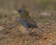 Black-billed nightingale-thrush - Wikiwand