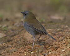 Black-billed Nightingale-Thrush