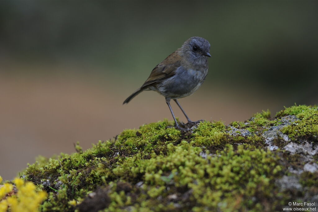 Grive à bec noiradulte, identification