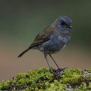 Black-billed Nightingale-Thrush