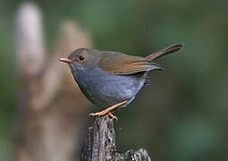 Orange-billed Nightingale-Thrush