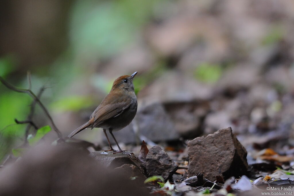 Ruddy-capped Nightingale-Thrushadult, identification