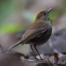 Grive à calotte rousse