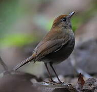 Ruddy-capped Nightingale-Thrush