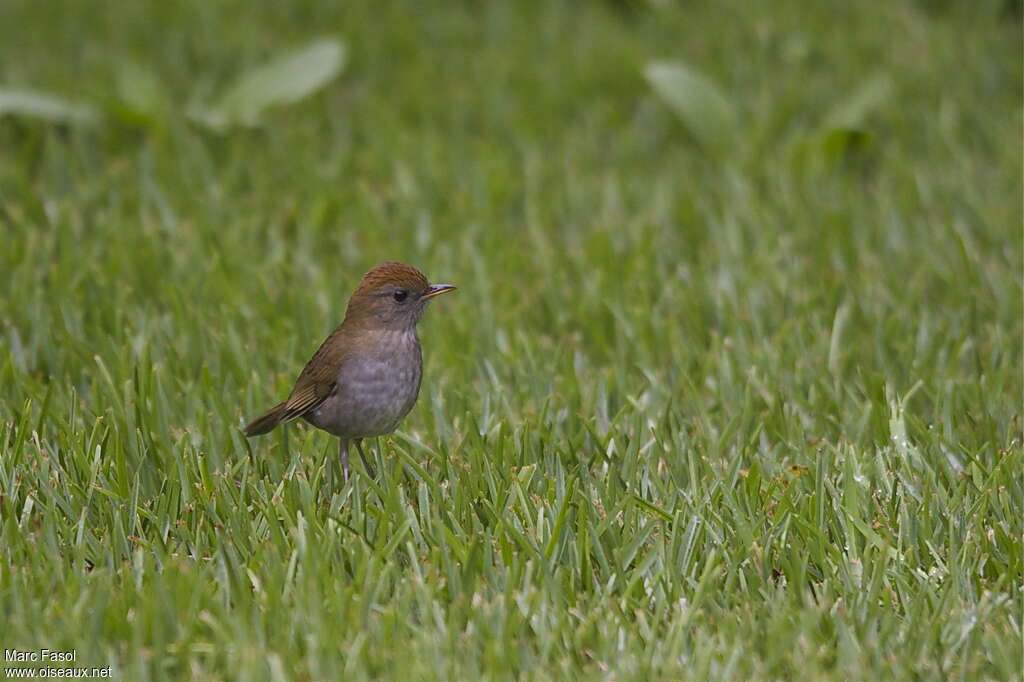 Ruddy-capped Nightingale-Thrushadult, pigmentation, fishing/hunting