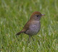 Ruddy-capped Nightingale-Thrush