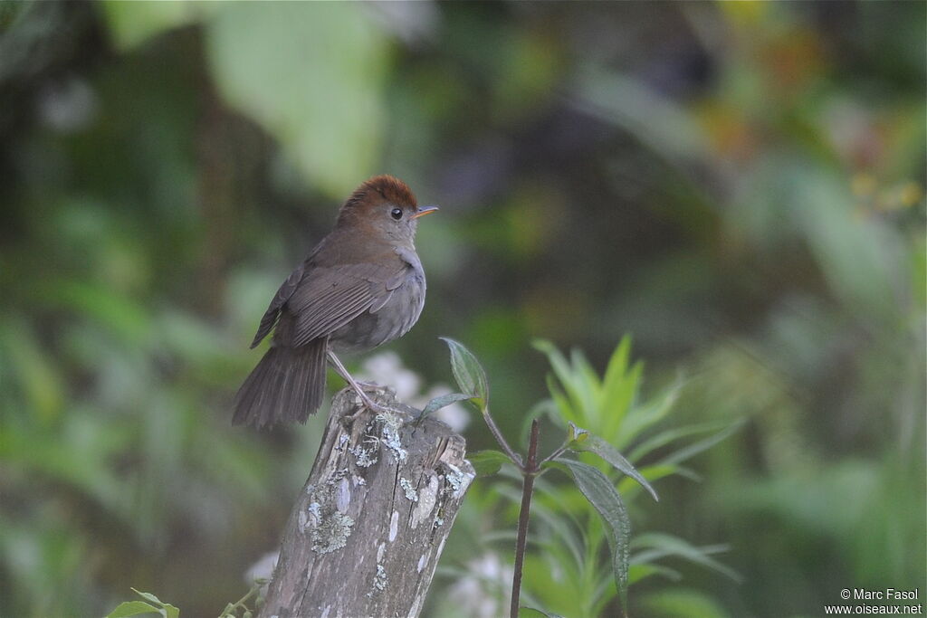 Ruddy-capped Nightingale-Thrushadult breeding, identification