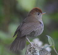 Ruddy-capped Nightingale-Thrush