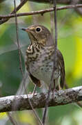 Swainson's Thrush