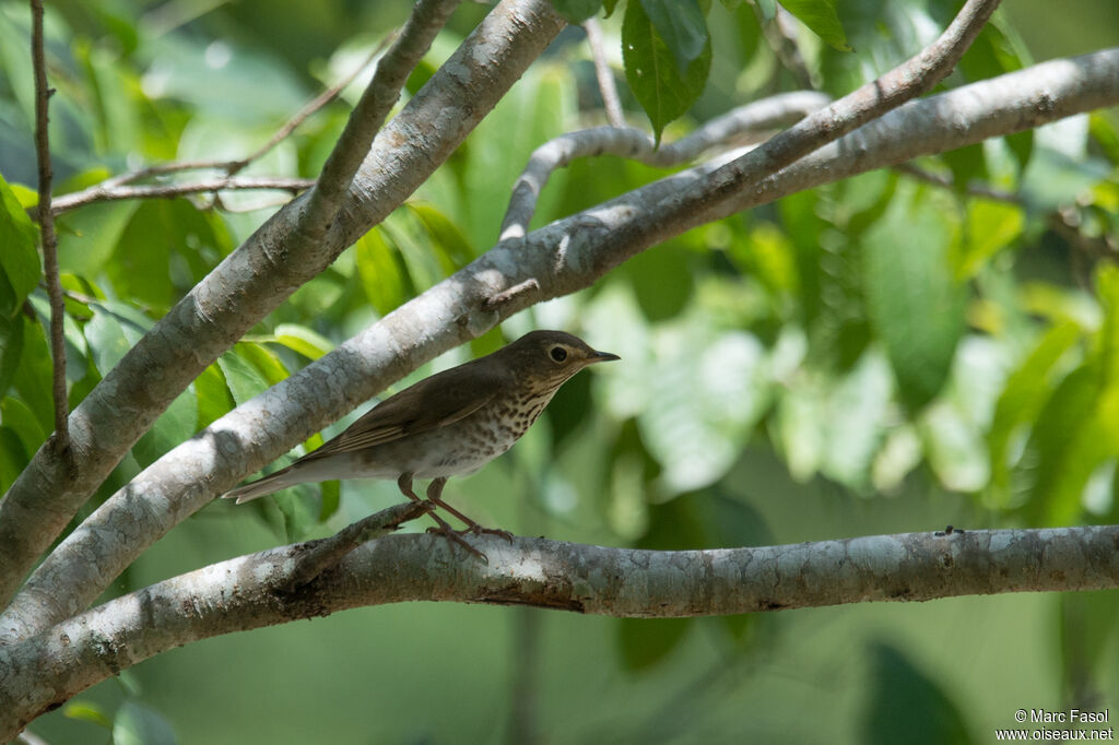 Swainson's Thrushadult, identification