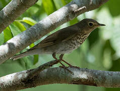 Swainson's Thrush