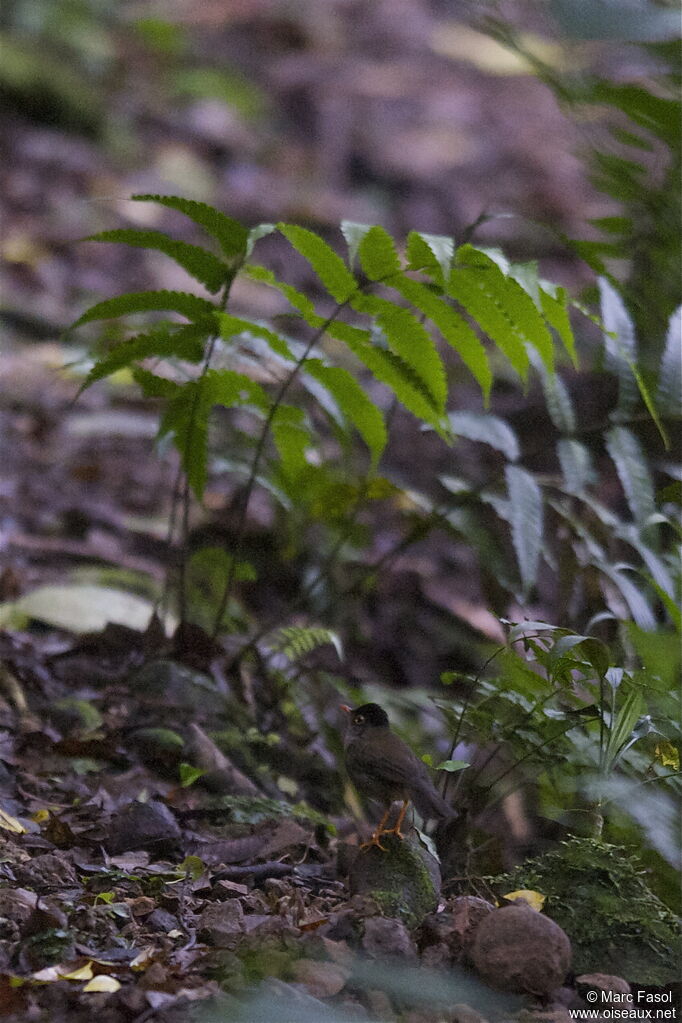 Black-headed Nightingale-Thrushadult, identification