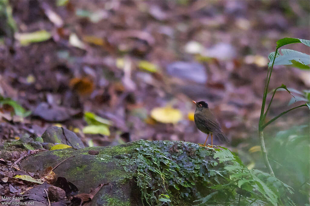 Grive à tête noireadulte, identification