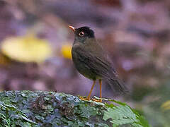 Black-headed Nightingale-Thrush