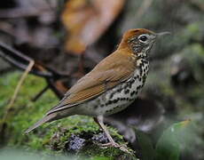 Wood Thrush