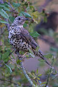 Mistle Thrush