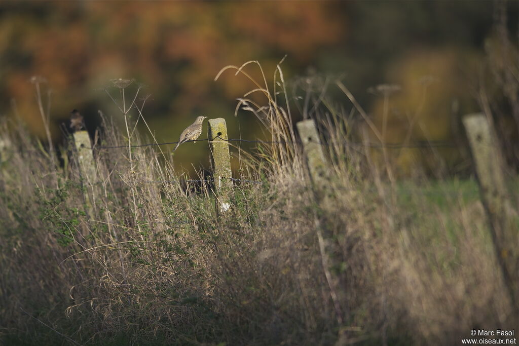 Mistle Thrush, identification