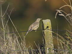 Mistle Thrush