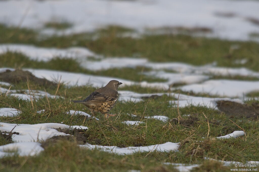 Grive draineadulte, identification, Comportement