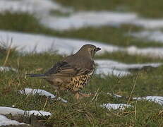 Mistle Thrush