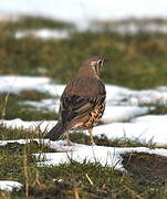 Mistle Thrush