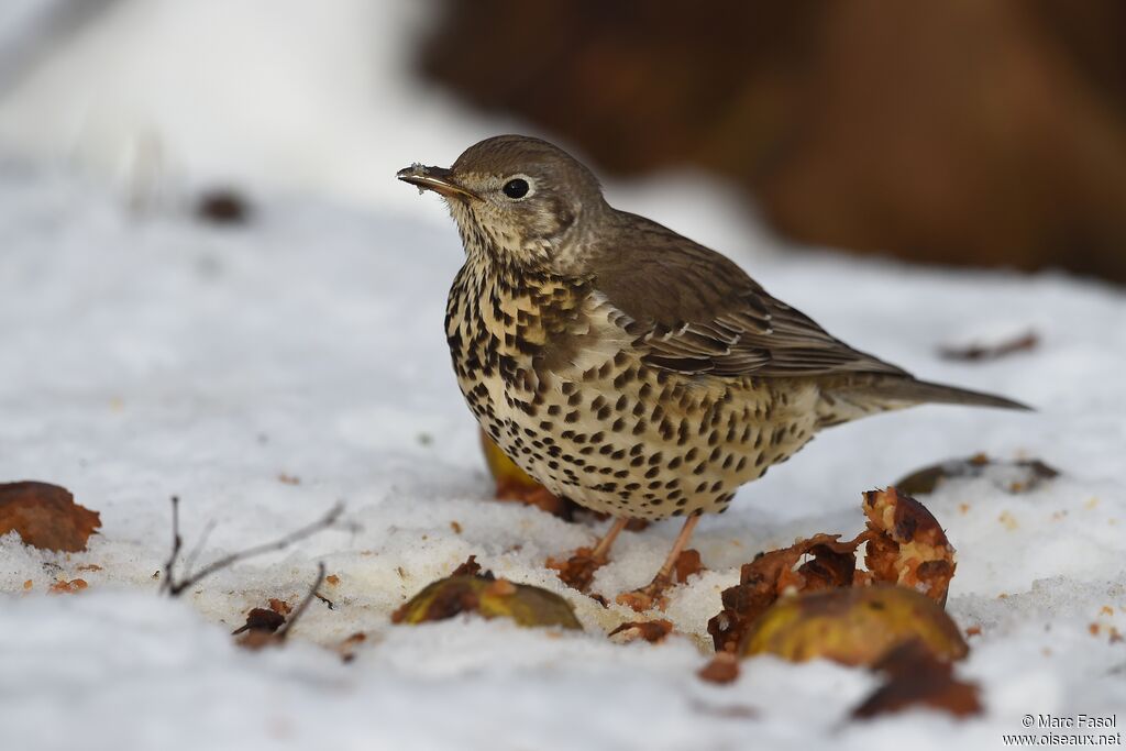 Mistle Thrushadult post breeding, identification, feeding habits