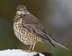 Mistle Thrush