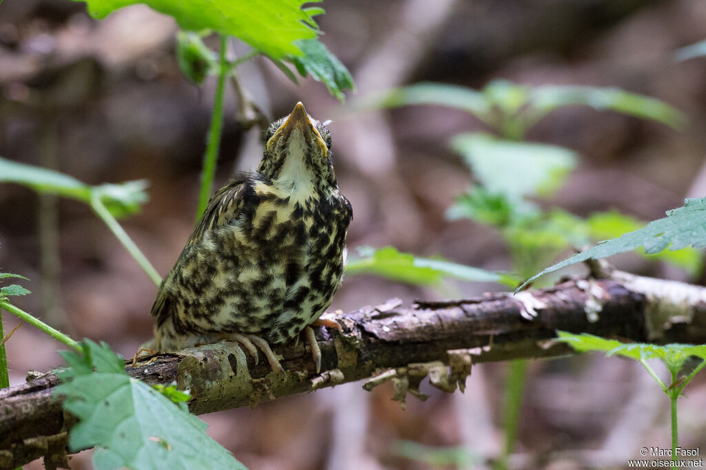 Mistle ThrushPoussin, identification, camouflage